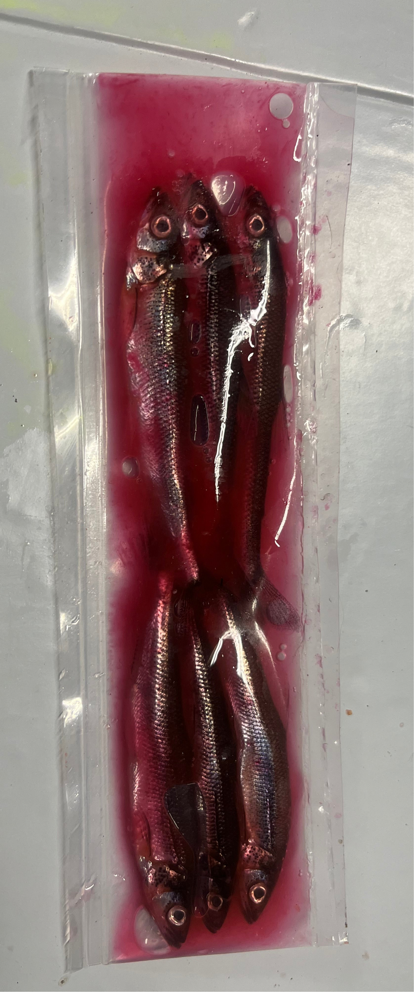 Brined Smelts 4-5” (light pink)