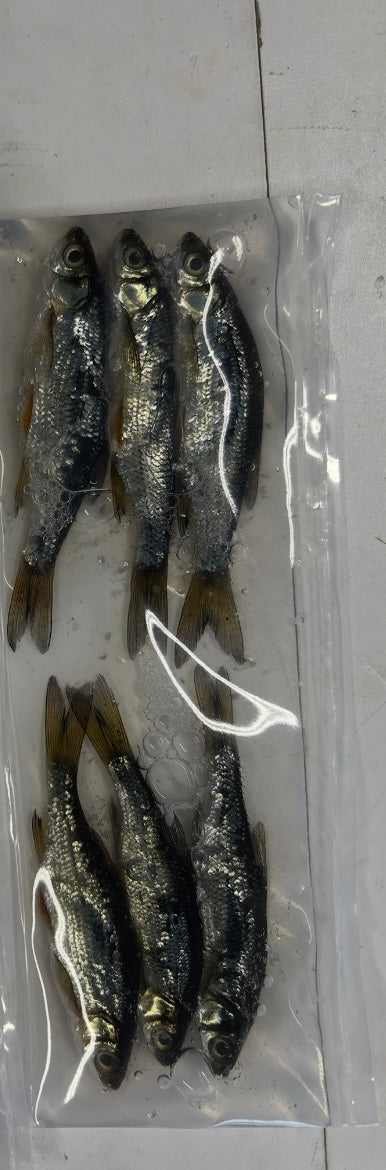 Brined Shiners (large)