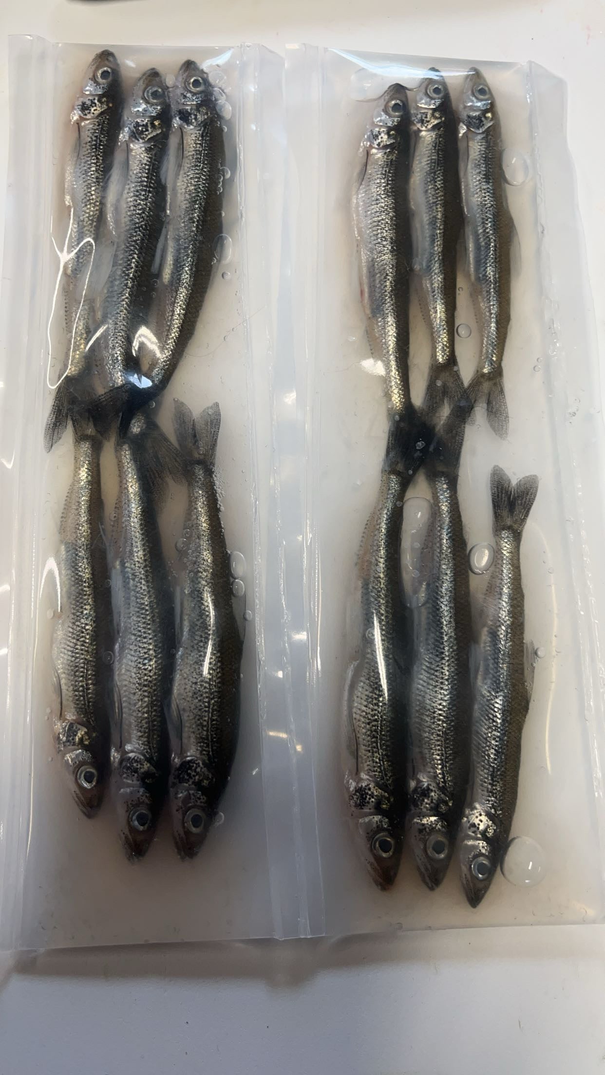 Brined Smelts 4-5 inches (natural)