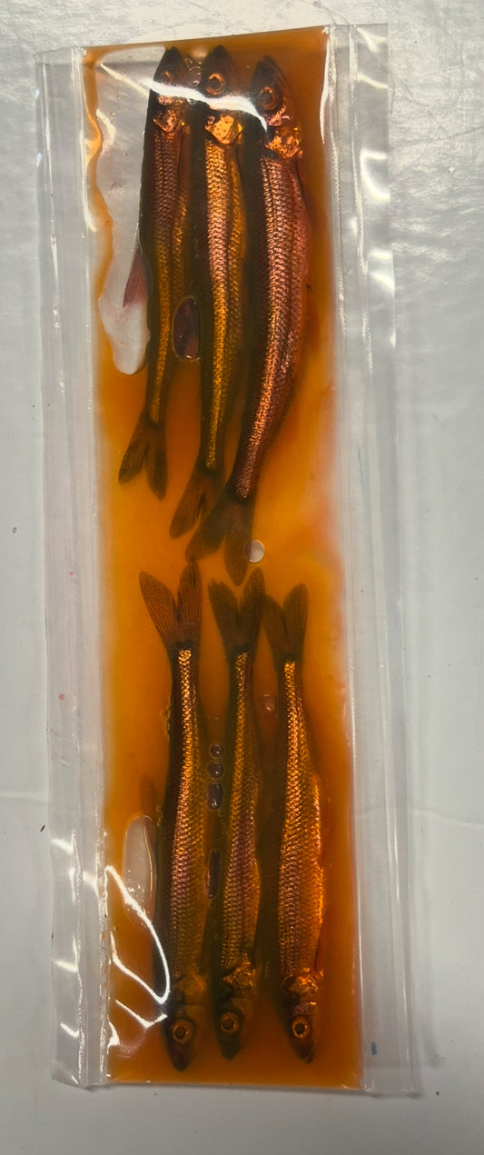 Brined Smelts 3-4” (orange)