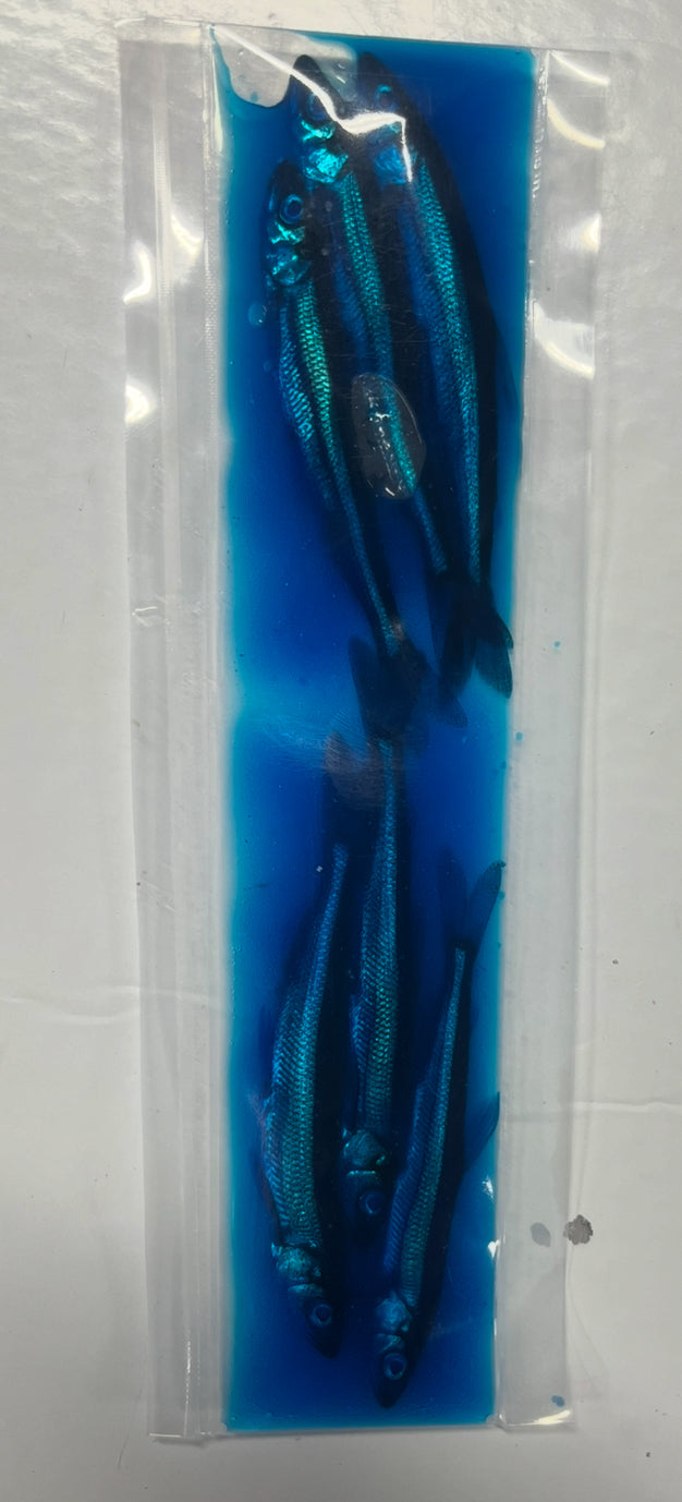 Brined Smelts 3-4” (blue)