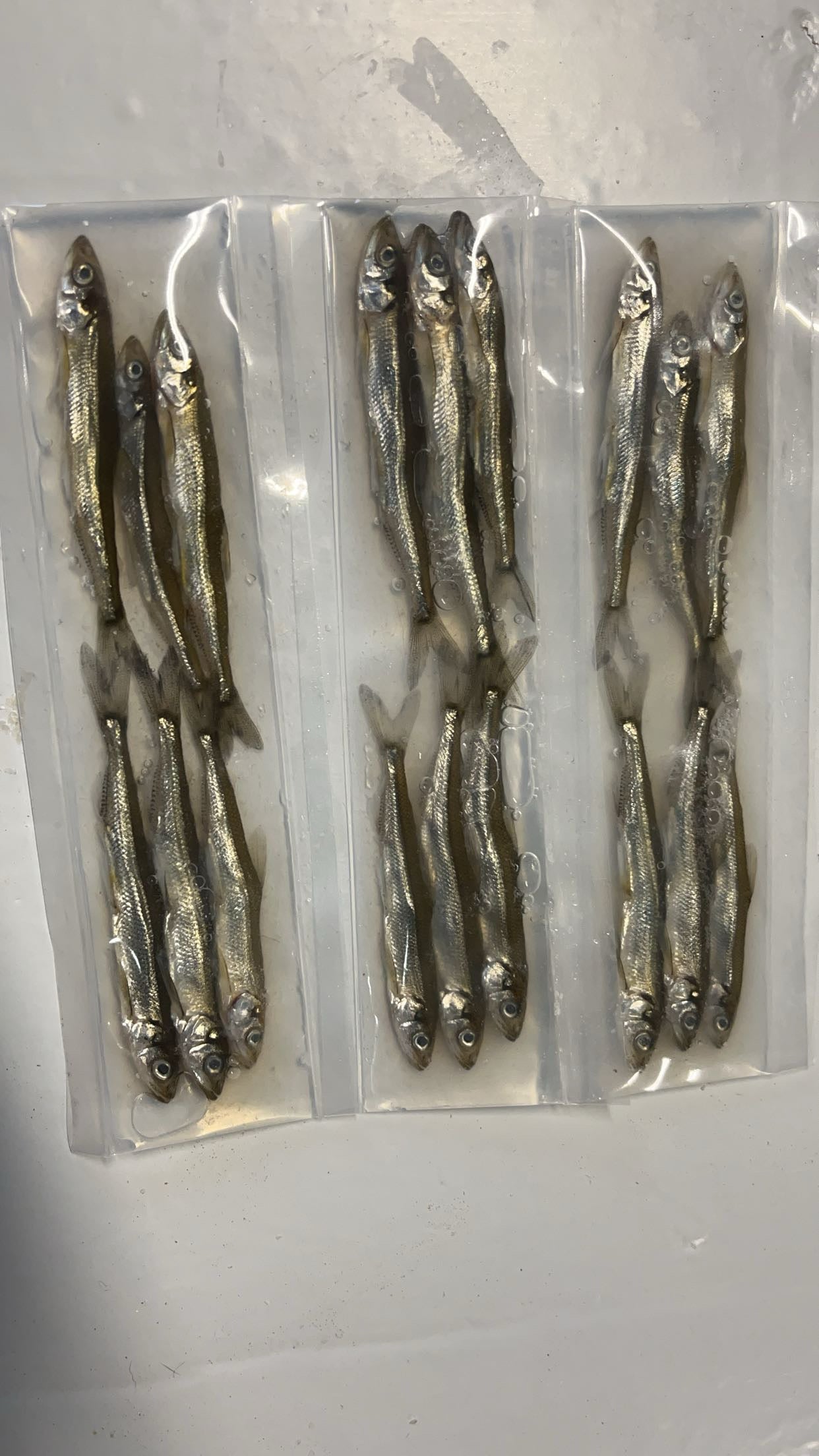Brined smelts 3-4 inches (natural)
