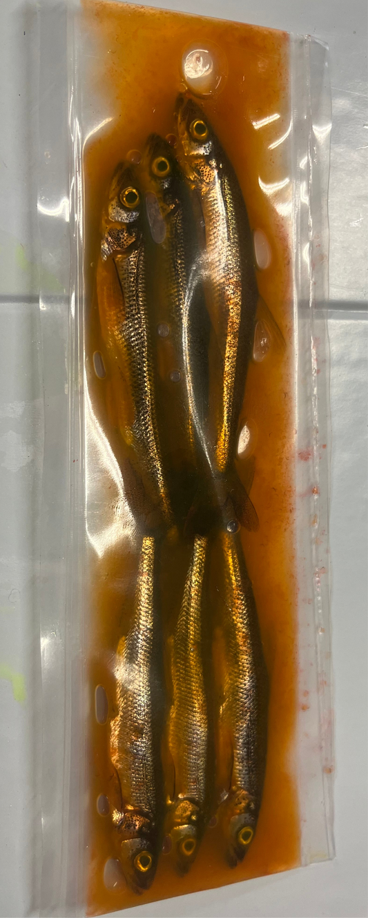 Brined Smelts 4-5” (orange)