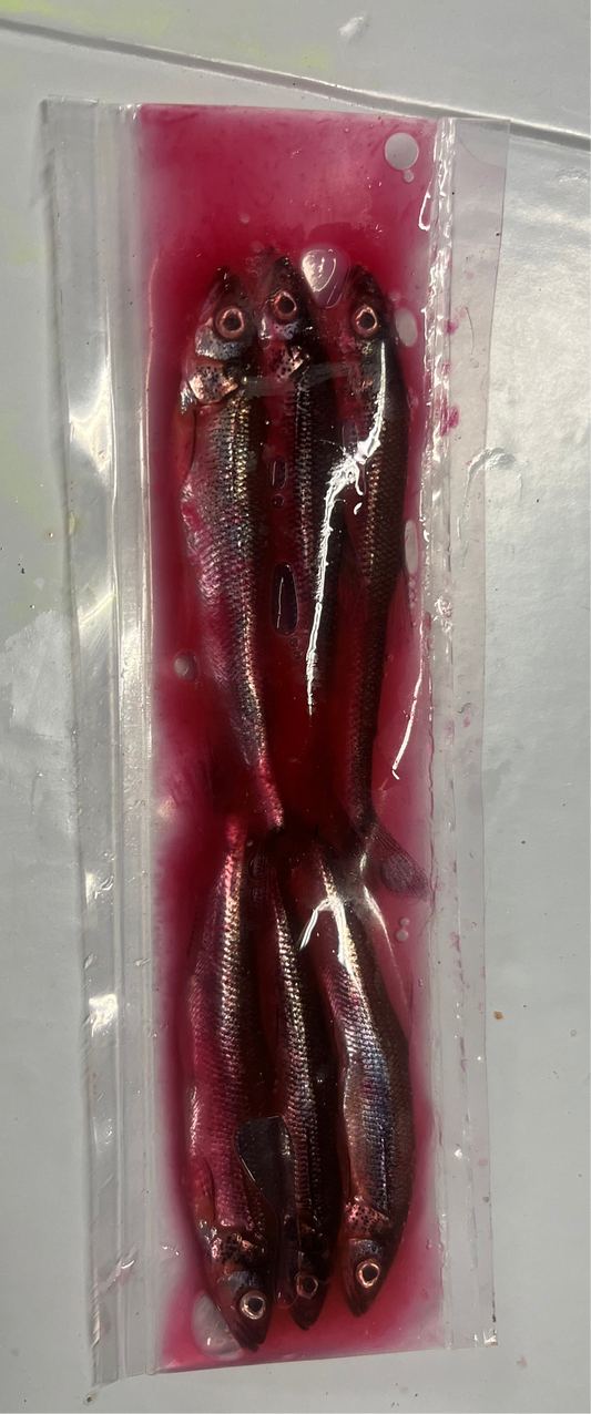 Brined Smelts 4-5” (light pink)