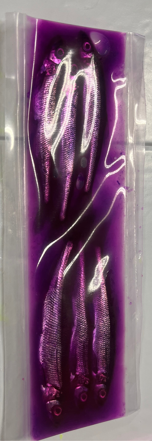 Brined Smelts 4-5” (purple)