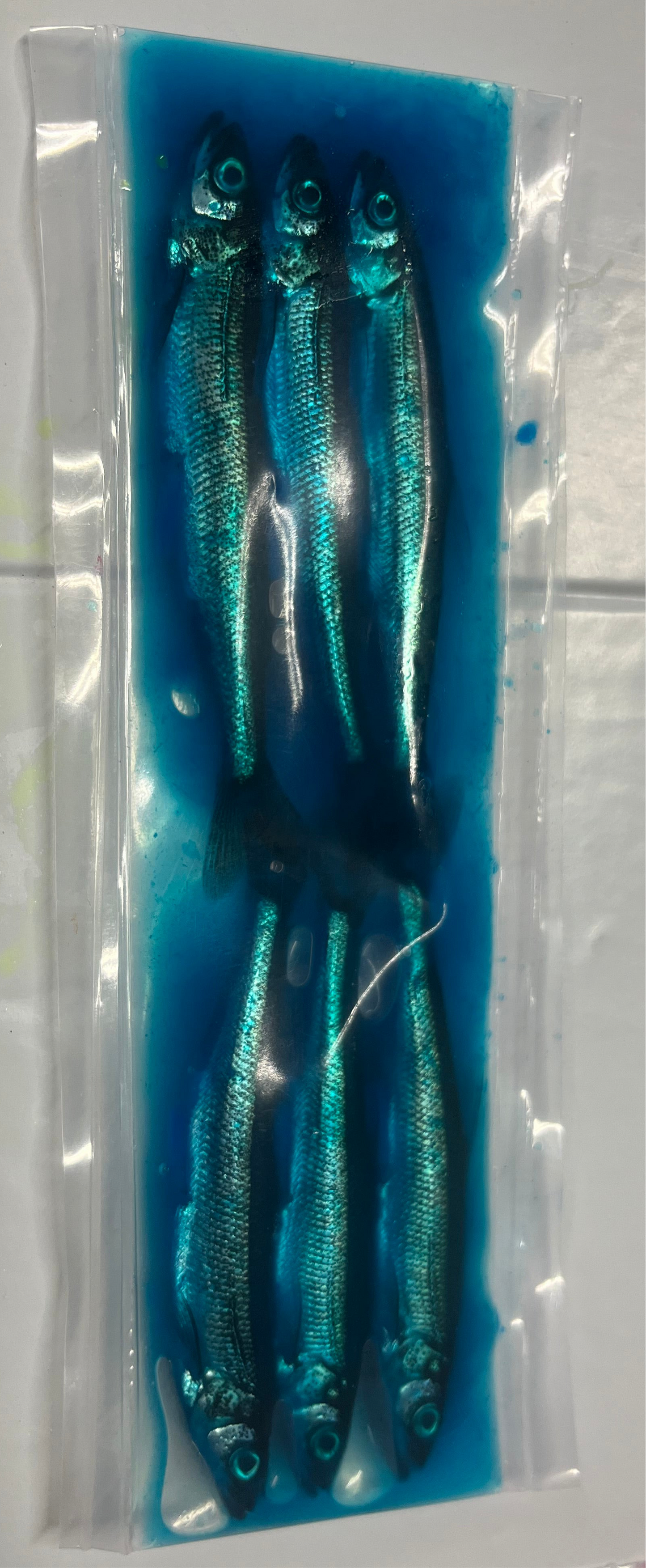 Brined Smelts 4-5" (Blue)