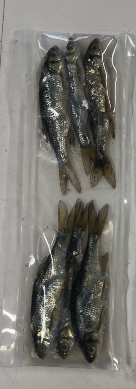 Brined Shiners (medium)