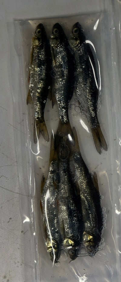 Brined Shiners (X-Large)