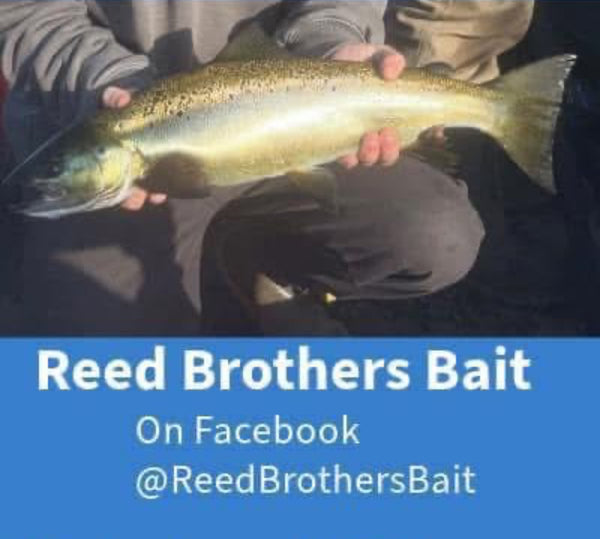 ReedBrothersBait